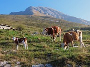 08 Mucche al pascolo in Alpe Arera